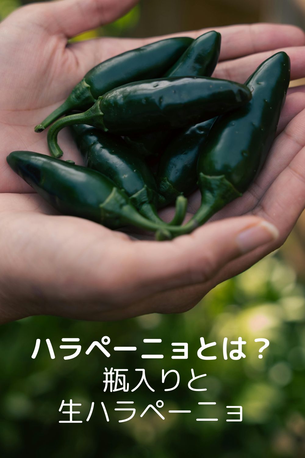 ハラペーニョとは？ 瓶入りや生ハラペーニョの違い